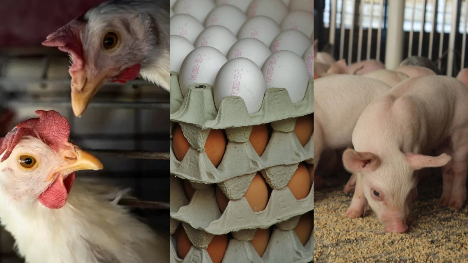 ABPA projeta recordes de produção e exportação de proteínas animais até 2027