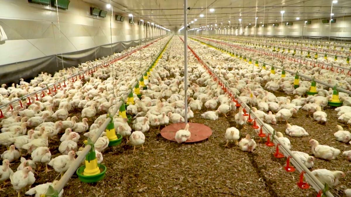Ambiência e atenção aos detalhes são a chave do sucesso em uma granja de aves, diz produtor