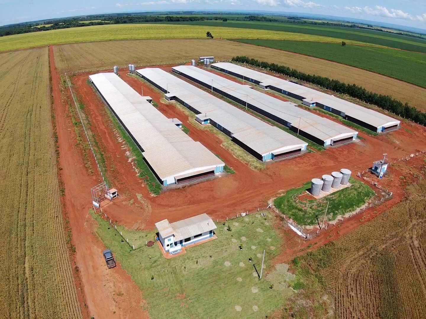 Quando a granja começa a pensar: o avanço da automação na produção de aves e suínos
